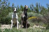 GREYHOUND 066